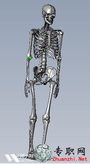 人体骨骼3d模型_solidworks设计